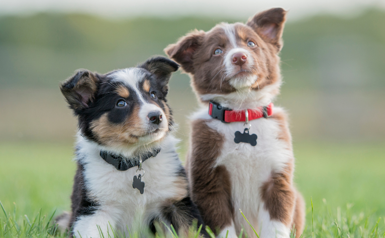 Two puppies wearing collars sitting in grass, looking upwards.
