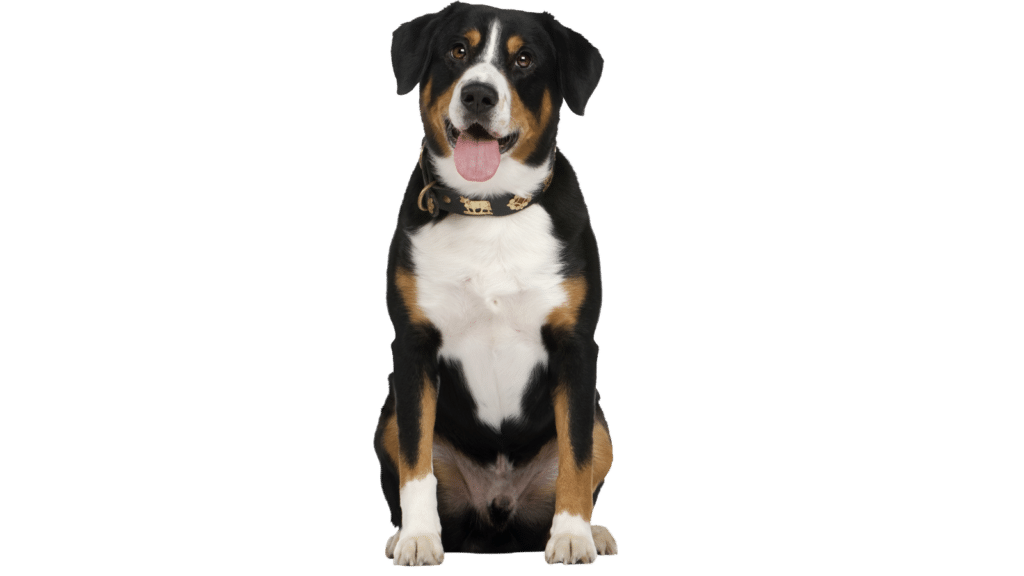 Happy tricolor dog sitting and looking forward with a tongue out.