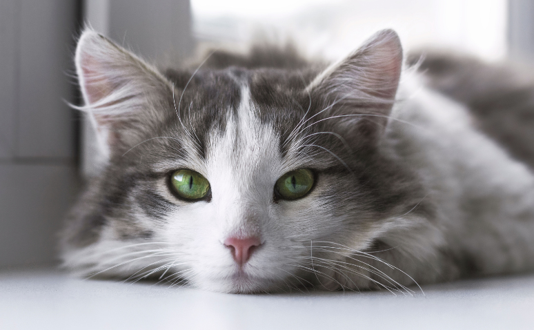 Close-up of a grey and white cat with striking green eyes, lying down and looking calmly at the camera.