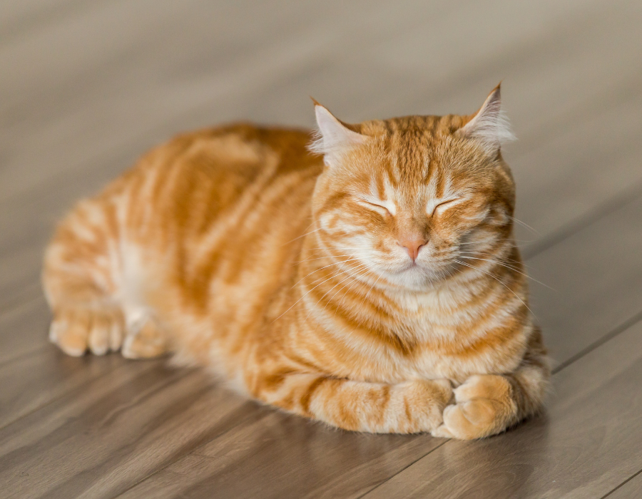 Orange tabby cat sitting with eyes closed on a wooden floor.
