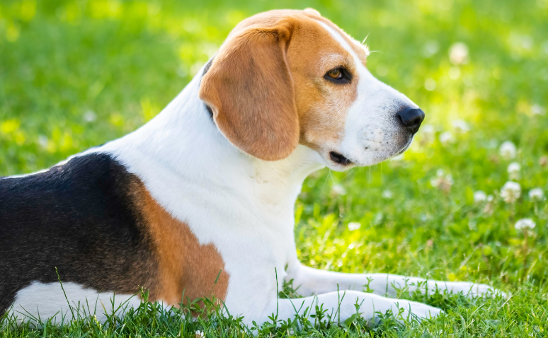 Beagle dog lying on grass, looking to the side.