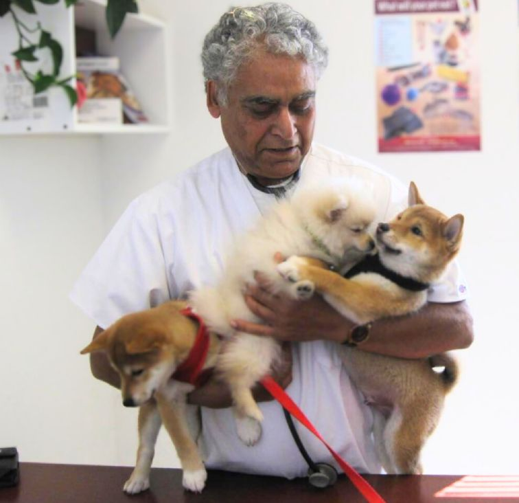 Elderly veterinarian holding three playful puppies.