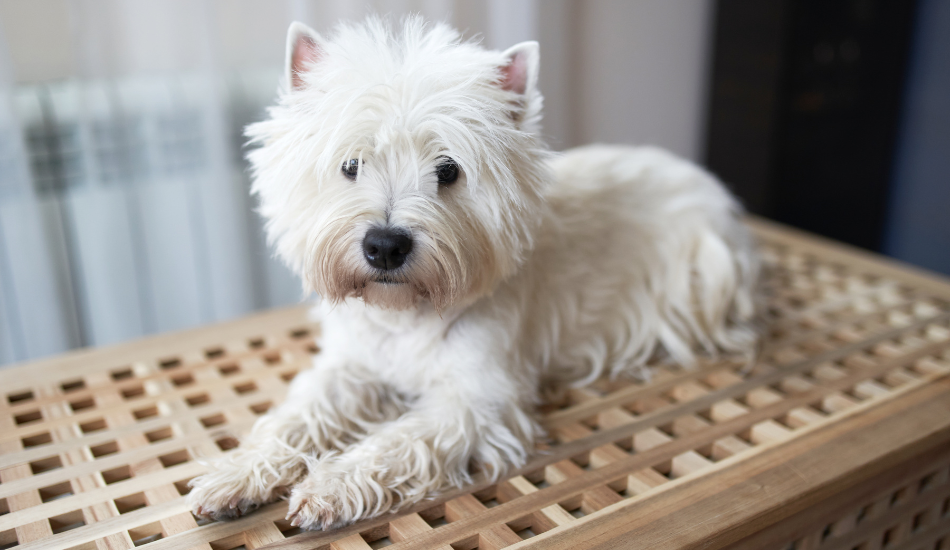 White West Highland Terrier dog lying on a wooden lattice table.