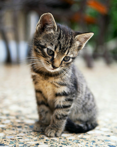 A small striped kitten sits looking pensively to the side.