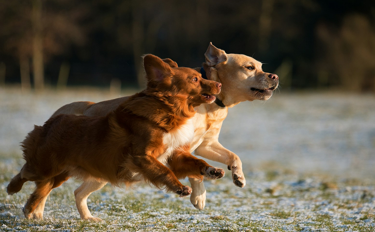 Two dogs playing and running on a frost-covered field.