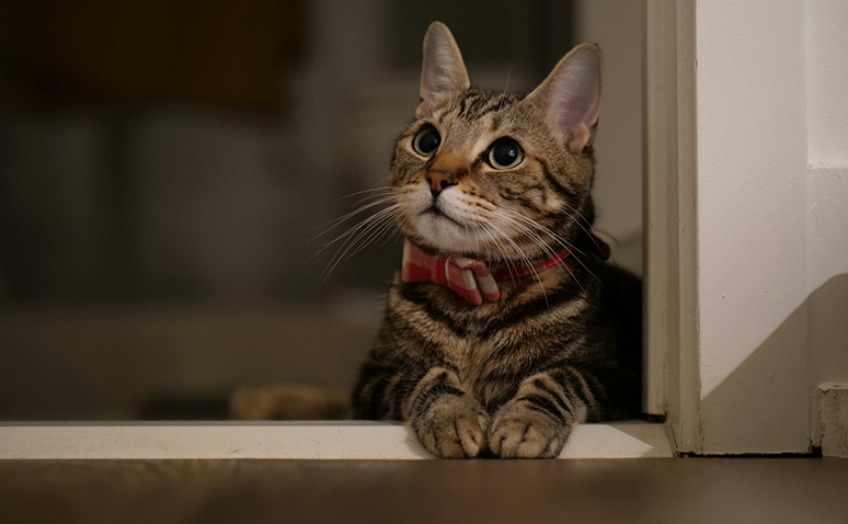 Tabby cat with a pink collar sitting at a doorway, looking upward.