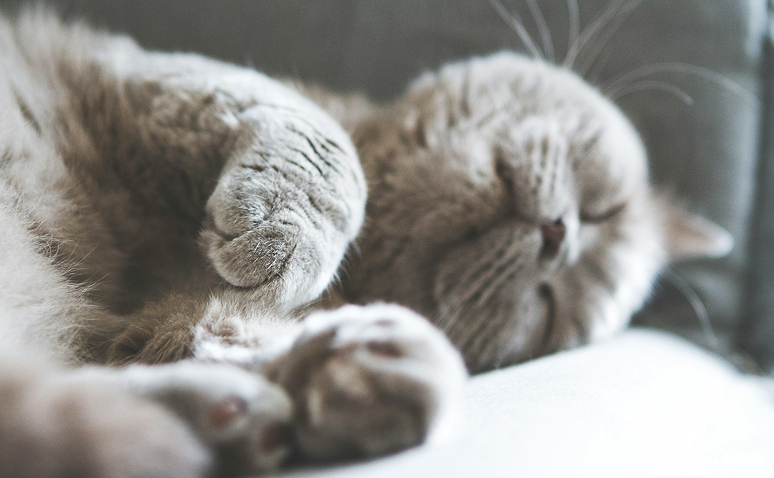 Gray cat sleeping peacefully on a soft surface.