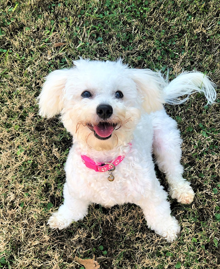 Happy white dog with a pink collar lying on grass.