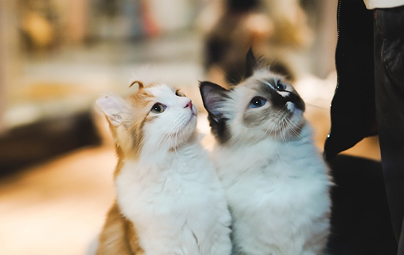 Two fluffy kittens looking up, one orange and white, the other gray and white.