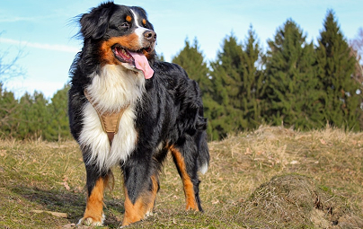 Bernese Mountain Dog standing in a field with trees in the background, tongue out.