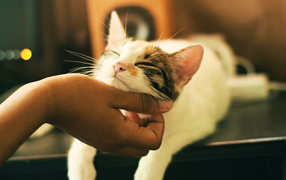 A content calico cat enjoys being petted by a human hand.