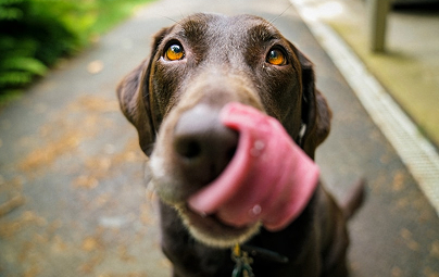 Close-up of a brown dog licking its nose.