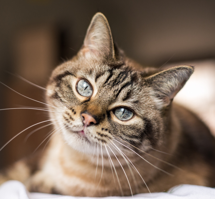 Close-up of a brown tabby cat with striking blue eyes.