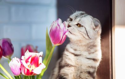 Cat sniffing a pink tulip near a window.