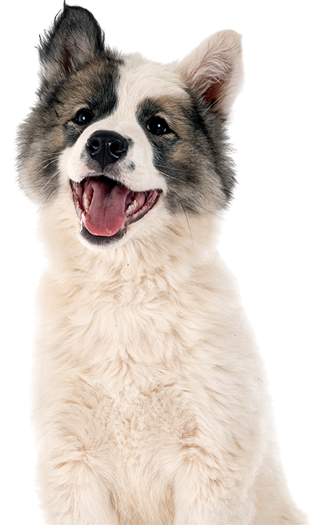 Happy puppy with a fluffy white and gray coat looking up excitedly.