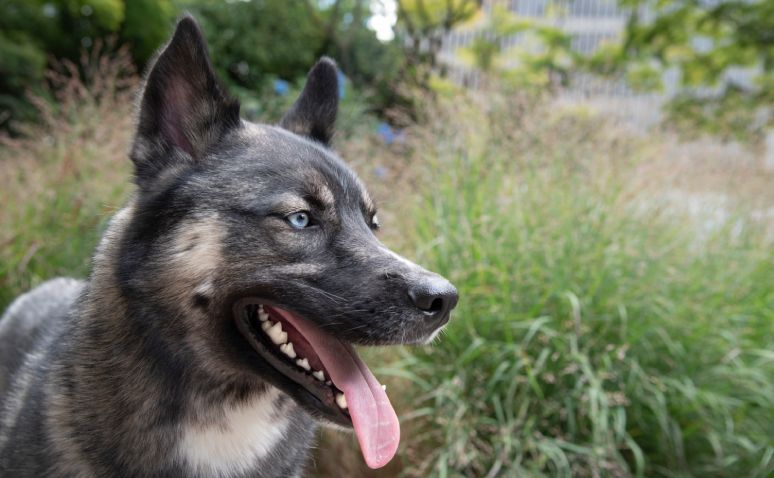 Bi-eyed dog with tongue out, panting in a grassy area.