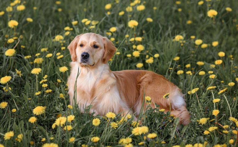 Golden retriever lying in a field of yellow dandelions.