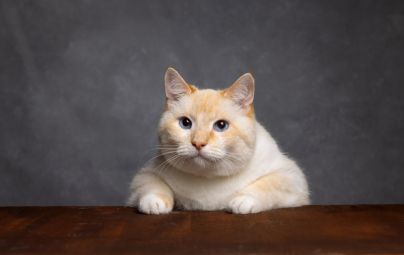 Cream-colored cat with blue eyes sitting behind a wooden table.
