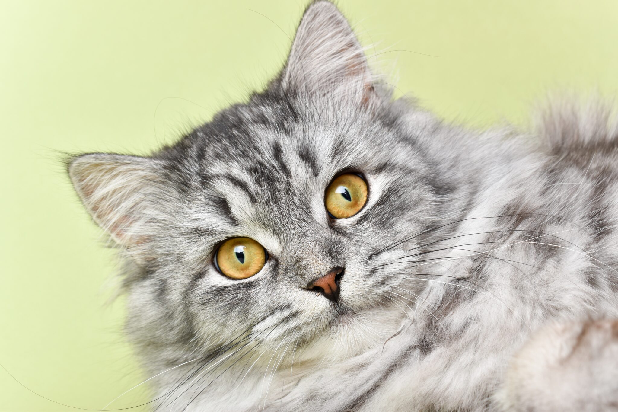 Close-up of a fluffy gray cat with striking yellow eyes.
