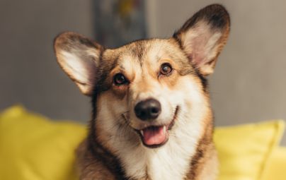 Close-up of a smiling Corgi with pointed ears on a yellow cushion.