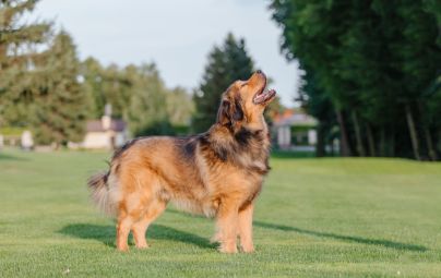Long-haired dog standing on grass, looking upwards.