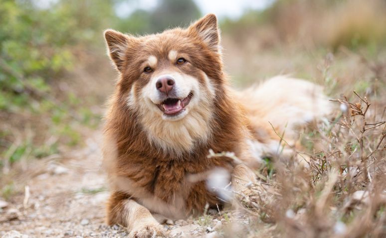 Smiling reddish-brown dog lying on a dirt path surrounded by grass.