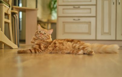 Orange tabby cat lying on a wooden floor, looking upwards.