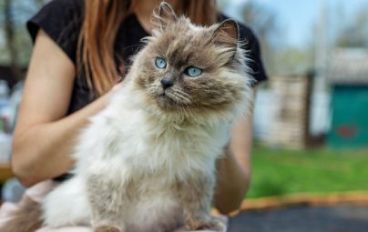 Person holding a fluffy cat with blue eyes outdoors.