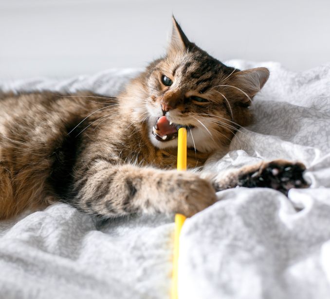 Tabby cat lying on a blanket, playfully biting a yellow pencil.