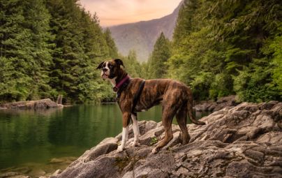 Dog standing on a rocky shore by a serene forest lake.