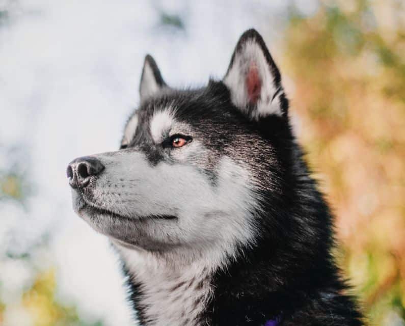 Close-up of a Siberian Husky with piercing eyes looking to the side.