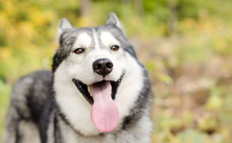 Siberian Husky with tongue out, looking at the camera.