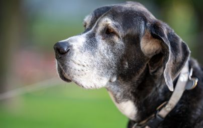 Profile of an elderly black and gray dog wearing a collar.