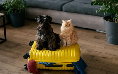 A dog and a cat sitting together on a yellow suitcase in a living room.