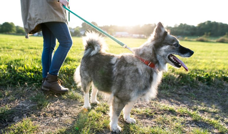 Woman walking a fluffy dog on a leash in a sunny field.