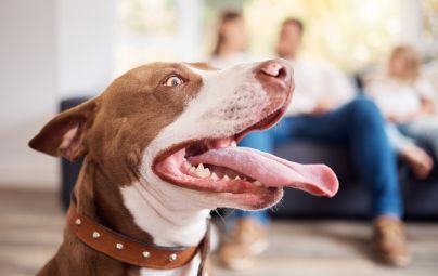 Happy brown dog with a studded collar, tongue out, with blurred people in the background.