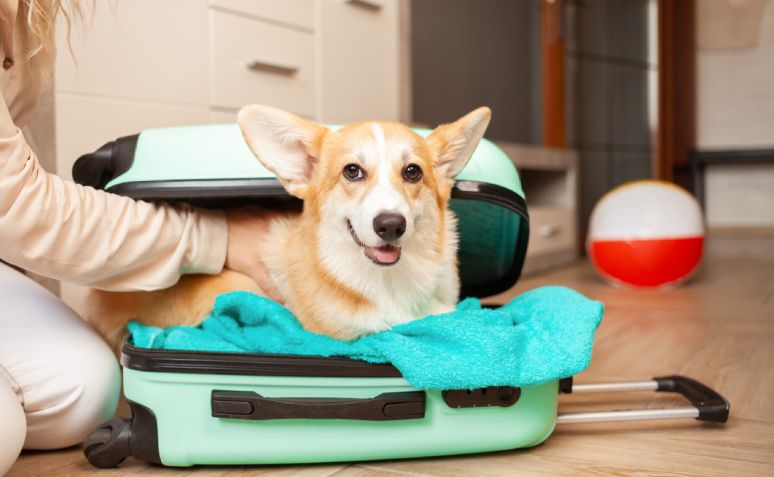 A corgi sitting in a green suitcase with a towel, smiling at the camera.