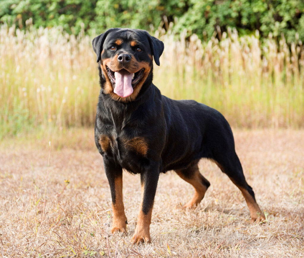 A black and tan Rottweiler standing in a grassy field, tongue out, looking alert.