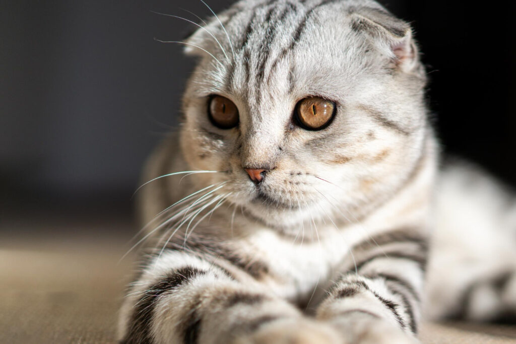 Close-up of a striped gray cat with large, amber eyes.
