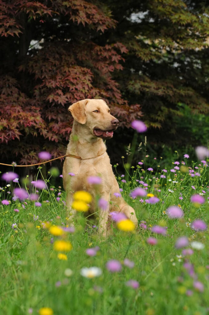Chesapeake Bay Retriever