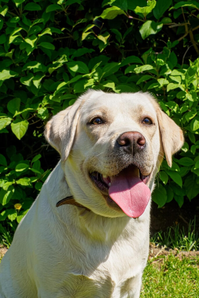 Dog A Labrador retriever Portrait