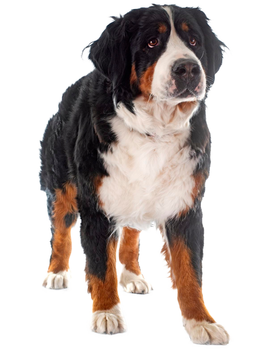Bernese mountain dog