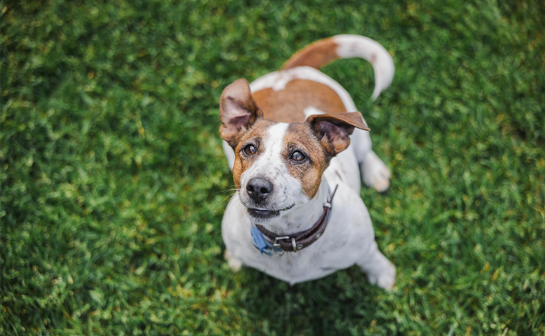 Joyful jack russell terrier