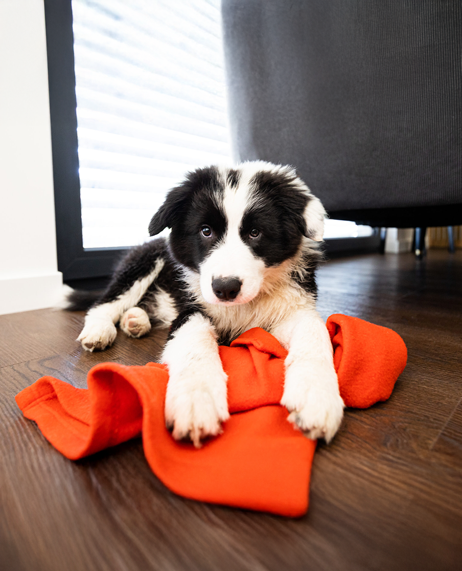 Puppy with blanket Black and white puppy lying on an orange blanket indoors.
