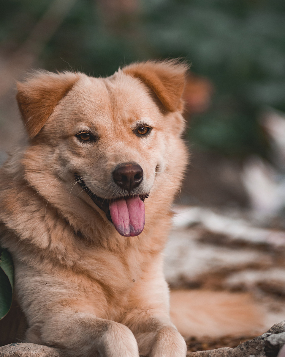 Golden dog with fluffy ears sitting outdoors, tongue out and looking relaxed.