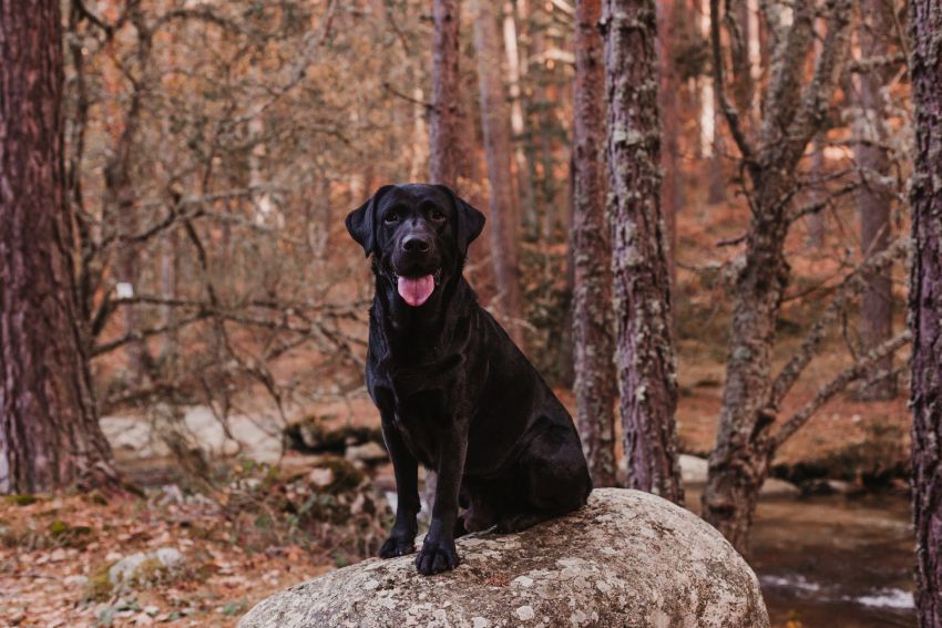 Black dog sitting on a rock in a forest with sparse, autumn trees.