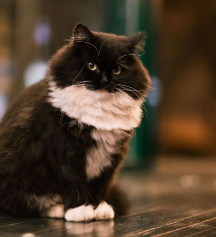 Fluffy black and white cat sitting on a wooden surface.