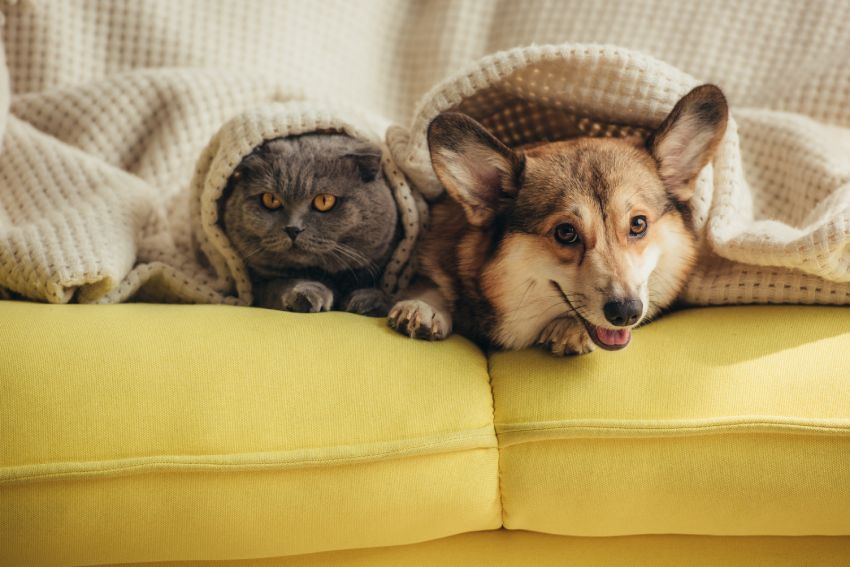 A gray cat and a corgi dog wrapped in a knitted blanket on a yellow sofa.