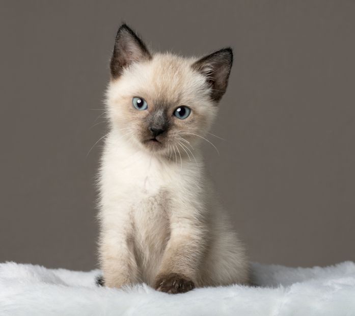 A small Siamese kitten with blue eyes sitting on a white fluffy surface.