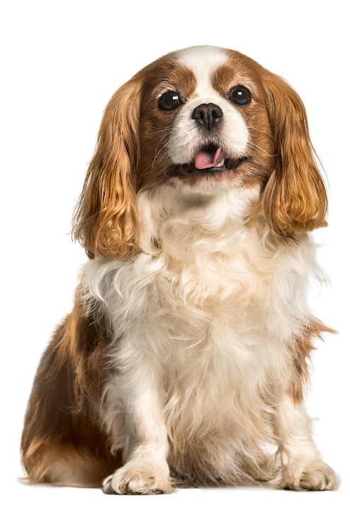 Cavalier King Charles Spaniel sitting with a cheerful expression.